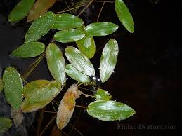 Image result for Potamogetonaceae