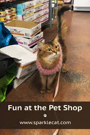 fun at the pet shop in 2021 pet shop adventure cat fun