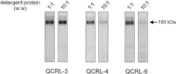 Joseph's health hamilton, leads one of the few clinics in ontario working to get therapeutics into the arms of unvaccinated or vulnerable . Monoclonal Antibodies That Inhibit The Transport Function Of The 190 Kda Multidrug Resistance Protein Mrp Journal Of Biological Chemistry