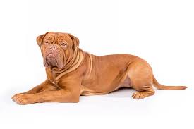 Dogue De Bordeaux Dog Breed Information