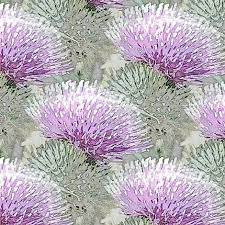 Pin On Thistle Art