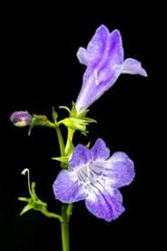 Image result for Linderniaceae