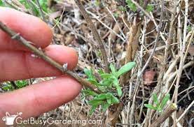 Lavender pruning don'ts there are a few things you want to avoid when pruning lavender. Pruning Lavender A Step By Step Guide Get Busy Gardening