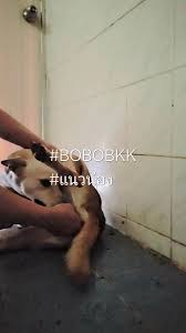 เย็ดสัตว์ - Twitter Hashtag | Sotwe