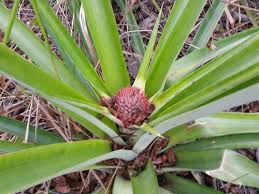 Pineapple palm tree fruit display fruit party pineapple centerpiece tree centerpieces fruit decorations new fruit party fruit arrangements. Curious How Long It Takes To Get Fruit From A Pineapple Plant