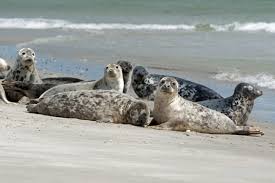 Vom lummensprung bis zum zollfreien einkaufen: Neugierig Am Strand Von Helgoland Foto Bild Urlaub Sommer Natur Bilder Auf Fotocommunity