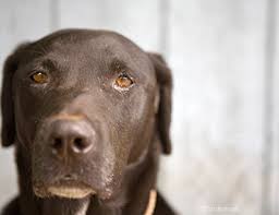 One cause of septic shock could be an untreated, severe infection, such as from: Septic Shock In Dogs