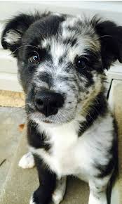 Black And Grey Spotted Dog I D Totally Name Him Cookies And Cream Maybe Just Cookie For Short Puppies Animals Cute Puppies