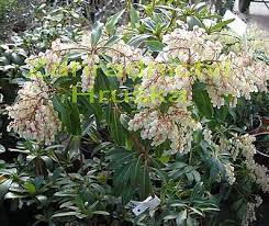 Image result for Pieris japonský debutante obrázek