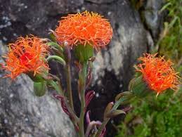 Image result for Kleinia abyssinica