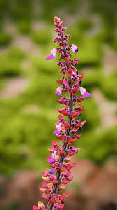 Image result for Plectranthus fruticosus