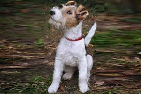 Image result for foxterier drsnosrstý