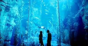 Aquarium Scene Save The Date Aquarium Dream Date Save The Date