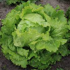 Sprawdź oferty użytkownika lettace na allegro. Lettuce Batavia Blonde De Paris Lactuca Sativa De Bolster Organic Seeds