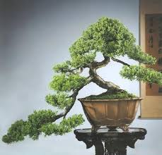 Maybe you would like to learn more about one of these? Juniper Cascade Fulljuniper Full Cascade Bonsai Tree Bonsai Tree Types Bonsai Garden