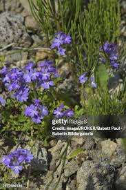 Image result for Goodeniaceae