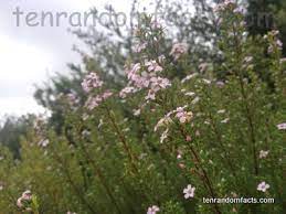 Diosma Ten Random Facts