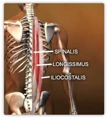 Check spelling or type a new query. Muscles Lower Body Real Bodywork