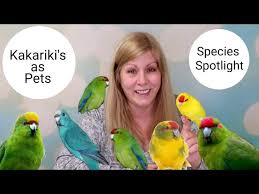 Kakarikis As Pets Living With Kakarikis Species Spotlight Youtube