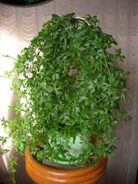 Image result for Kedrostis crassirostrata