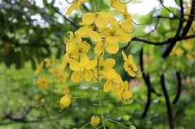 All you need to do is provide your plants with an ample amount of water and shade if the temperatures go very high. 10 Flowering Trees In India And Where To Click Them This Spring Season Tripoto