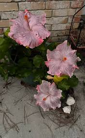 Image result for Hibiscus schinzii