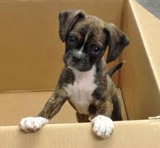 Adopt local english bulldog puppies near you. Miniature Boxer Dog Breed Info Pictures Personality Facts Doggie Designer