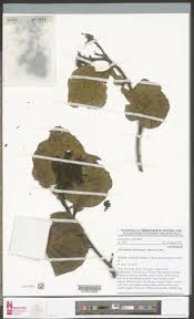 Image result for Petersianthus macrocarpus