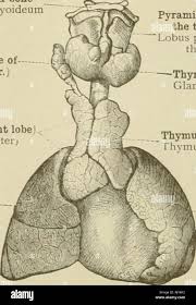 Image result for Thymus