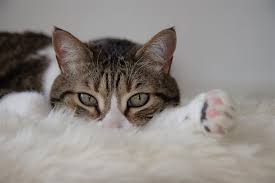 Erbricht die katze helles blut, so handelt es sich um frisches blut, das entweder schnell durch. Erbrechen Von Blut Bei Katzen Wie Man Ein Gluckliches Zuhause Fur Sein Haustier Schafft