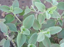 Image result for Micromeria