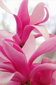 We did not find results for: 160 Magnolia Flowers Ideas Magnolia Flowers Beautiful Flowers