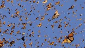 Mac wallpaper desktop macbook pro wallpaper aesthetic desktop wallpaper wallpaper pc computer. Aesthetic Wallpaper Pc Butterfly Aesthetic Butterfly 4k Best Of Wallpapers For Andriod And Ios