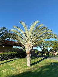 Image result for Dypsis