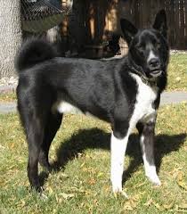 Karelian Bear Dog Breed Information And Pictures