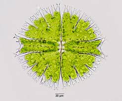 Image result for Micrargeria