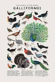 Creatures Of The Order Galliformes Vintage Inspired Science Poster By Kelsey Oseid Hayvanlar Hayvan Bilimi Ve Hayvan