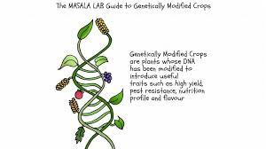 Crops can also be genetically modified to thrive in unfavorable environments. Why Gm Crops Are Good For You
