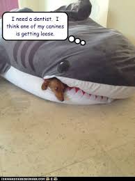 Here on sofascore livescore you can find all sharks vs blue bulls previous results sorted by their. I Has A Hotdog Shark Funny Dog Pictures Dog Memes Puppy Pictures Pictures Of Dogs Dog Pictures Funny Pictures Of Dogs Dog Memes Puppy Pictures Doge Cheezburger