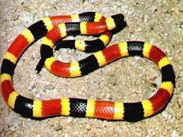 The Art Of Manliness Guide To Snakes Part 1 Know Thine Enemy Coral Snake Snake Venom Snake