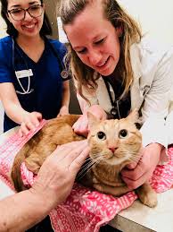 Serving bakersfield ca, and other surrounding areas, we are your vet of we look forward to meeting you and your pet and to making you part of the at the oaks pet hospital family. How We Found One Of The Best Veterinarians In Fair Oaks Ca I Love Fair Oaks