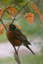 Birds Outside My Window A Little Bird Outside My Window Simple Life American Robin Photo