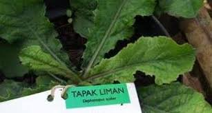 Daun sirih merah populer di dunia pengobatan herbal sejak dahulu kala. Tapak Liman Si Viagra Jawa Manfaatnya Bukan Cuma Obat Kuat