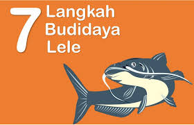 7 Langkah Budidaya Ikan Lele Pembesaran Lengkap Dan Urut