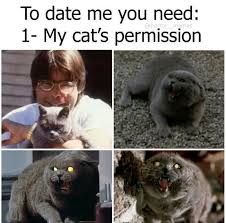 That Cat Reminds Me Of Parents Cat And Dog Memes Funny Cat Memes Horror Movies Memes