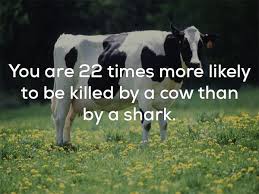 Disturbing But Fun Fact About How You Are 22 Times More Likely To Get Killed By A Cow Than A Shark Animal Facts For Kids Cow Facts Facts For Kids