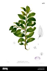 Image result for Xymalos monospora