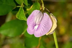 Image result for Clitoria