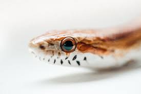 We find colors all across the spectrum of the rainbow ranging from red and orange to green and blue. Corn Snake Eye Macro Free Stock Photo Picjumbo