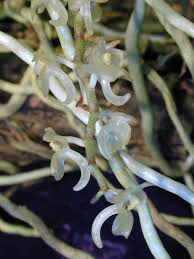 Image result for Microcoelia physophora